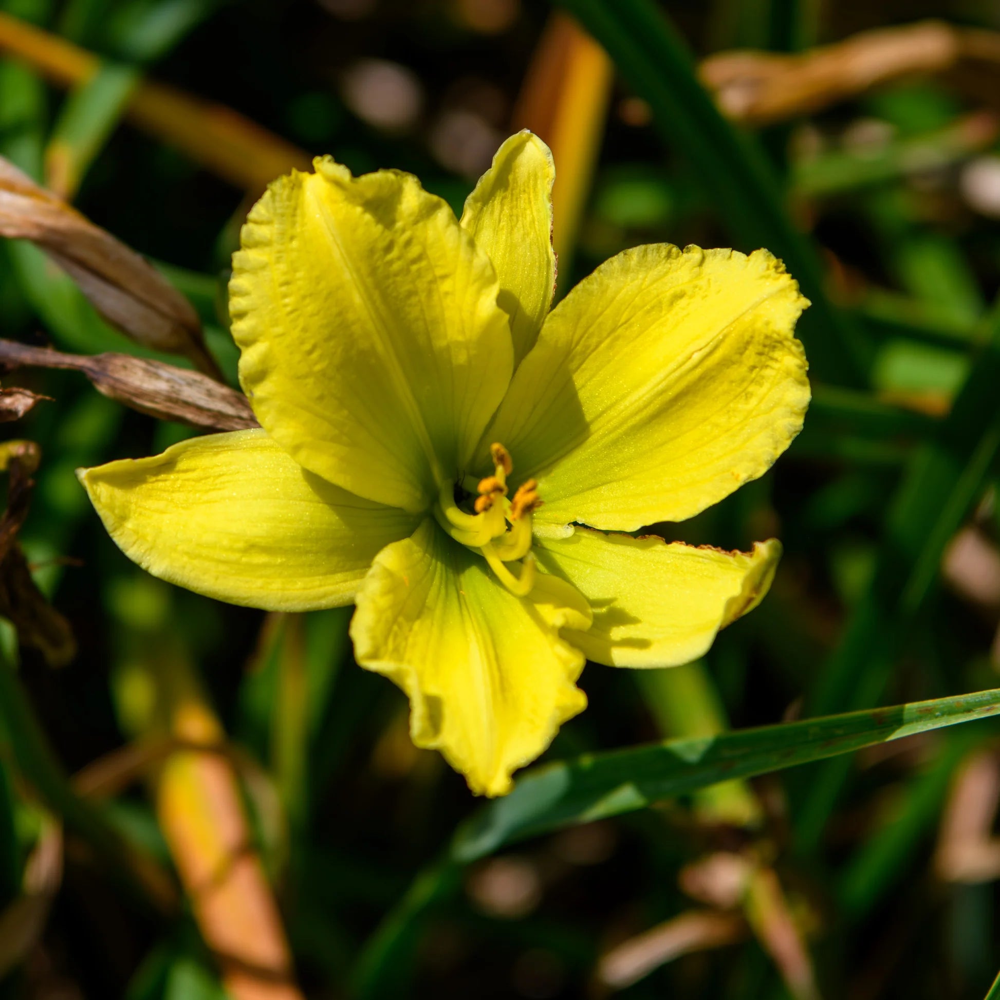 Light Green Hemerocallis Flower seeds for Planting - Cottage Garden Essential, Heirloom & GMO Free Seeds for Home Garden
