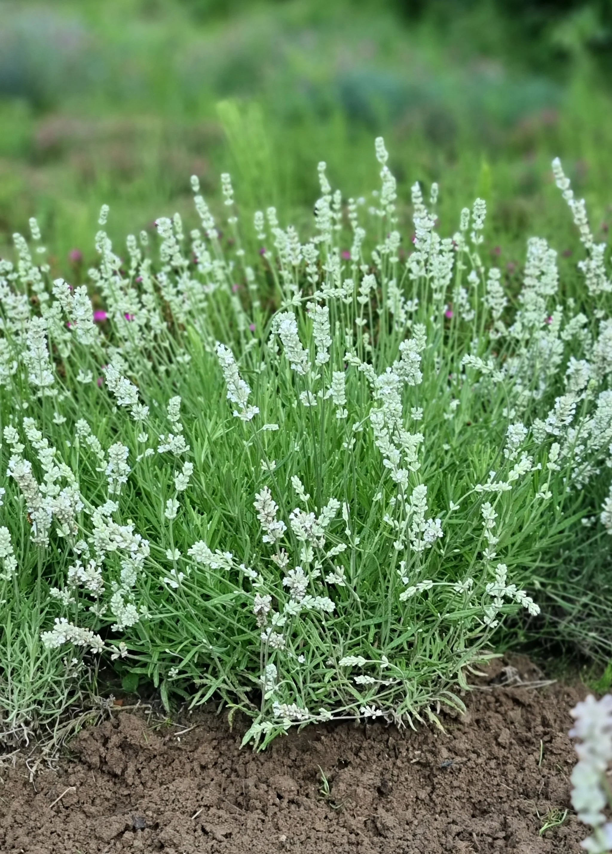 Lavender Flower seeds for Planting - Cut Flower Favorite, Heirloom & GMO Free Seeds for Home Garden