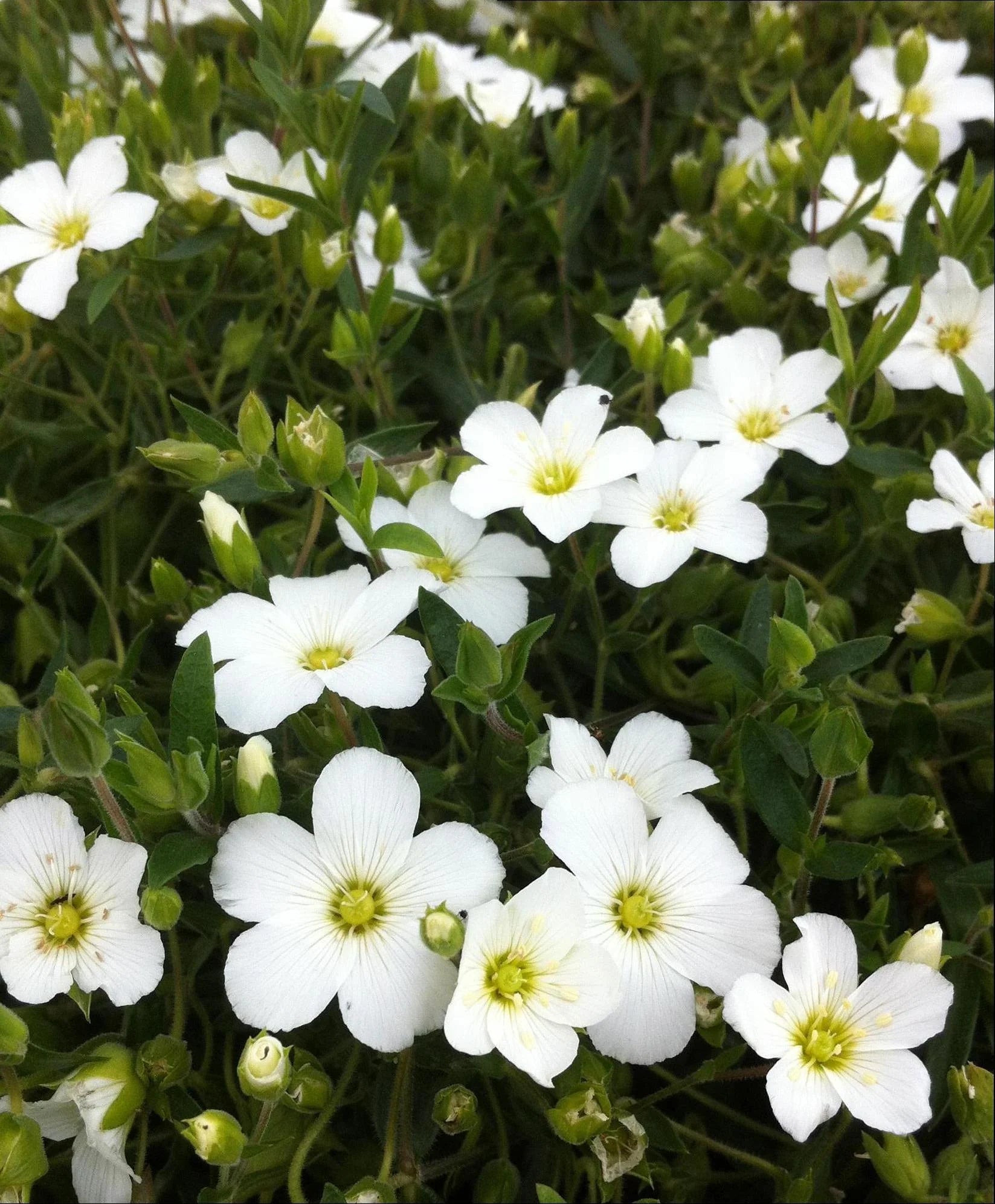 Avalanche Flower seeds for Planting - Seasonal Bloomer, Heirloom & GMO Free Seeds for Home Garden