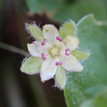 Pink Dichondra Repens Flower seeds for Planting - Perfect for Borders, Heirloom & GMO Free Seeds for Home Garden