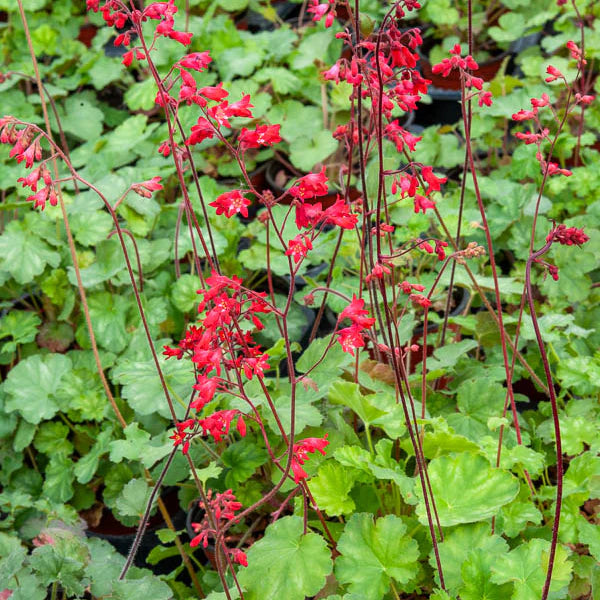 Pink Heuchera Flower seeds for Planting - Seasonal Bloomer, Heirloom & GMO Free Seeds for Home Garden