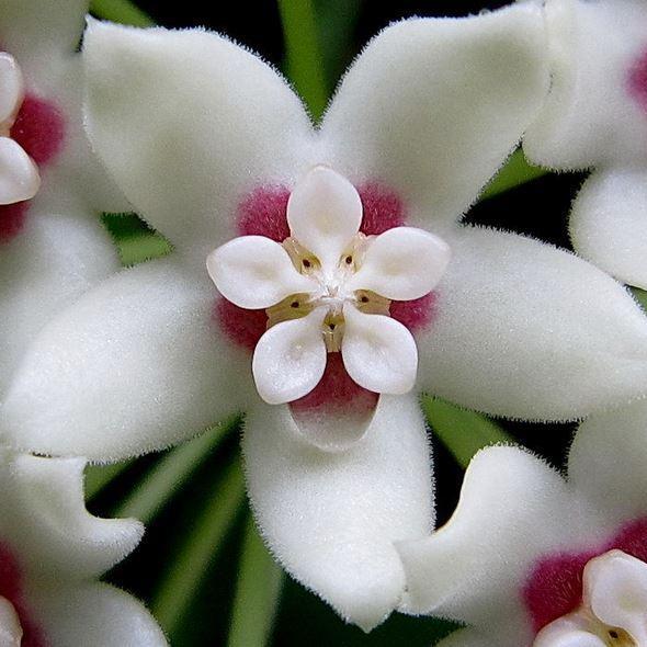Hoya White Flower seeds for Planting - Wildflower Mix, Heirloom & GMO Free Seeds for Home Garden