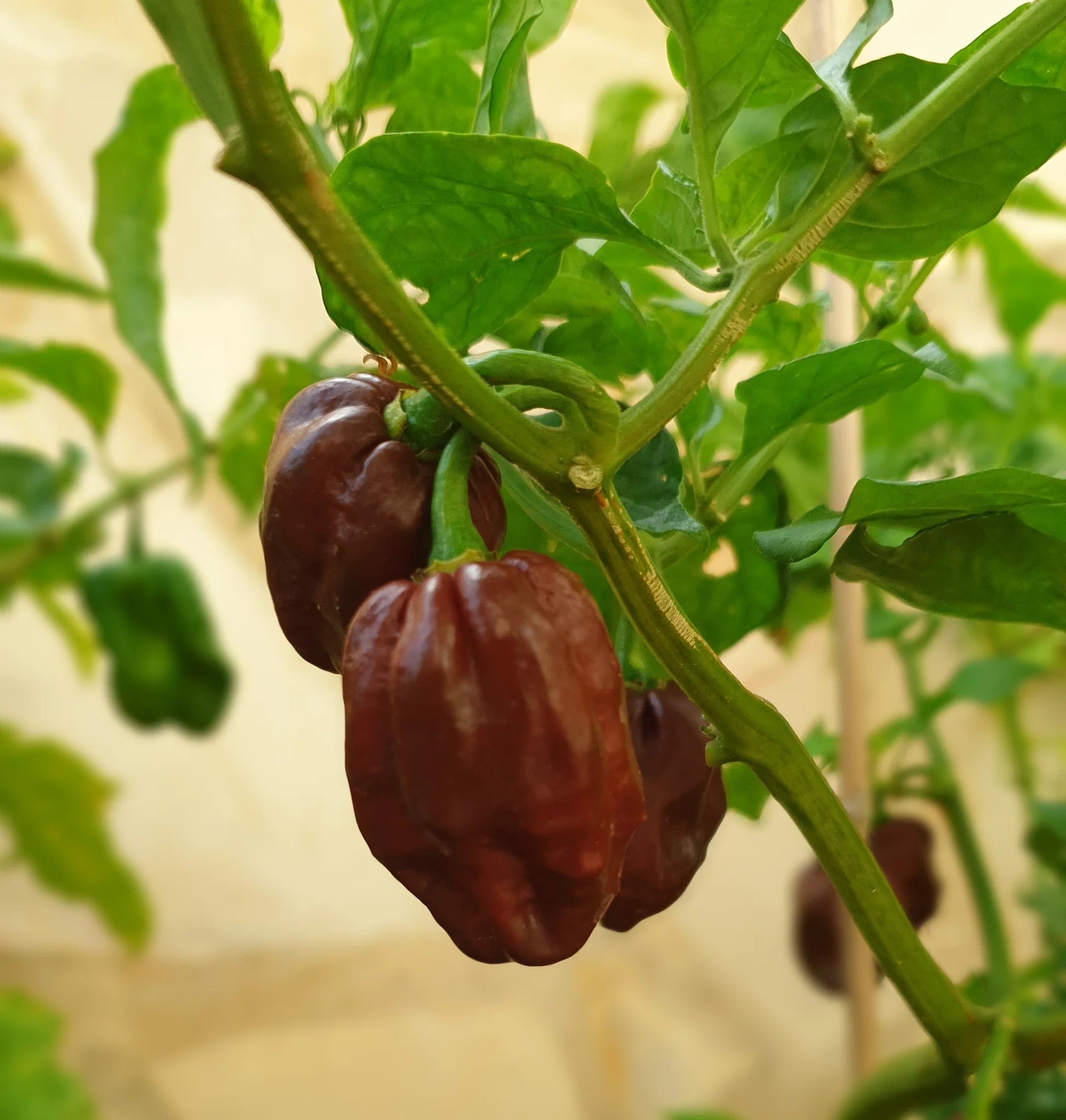 Chocolate Bubblegum Vegetable Seeds for Planting