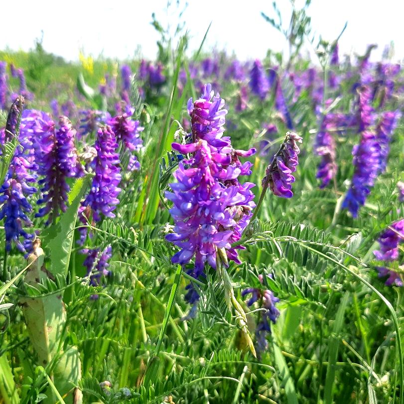 Purple Vetch Flower seeds for Planting - Bright Blooms, Heirloom & GMO Free Seeds for Home Garden