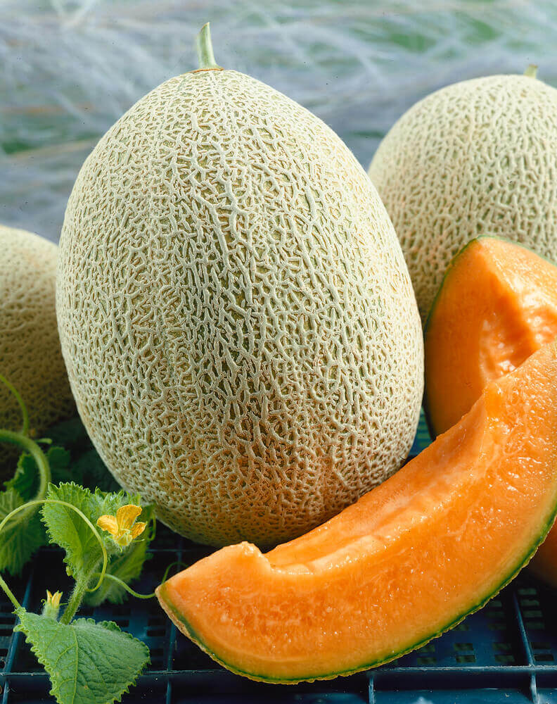 Planting Cantaloupe Fruit Seeds: Grow Nutritious Yellow Melons for Abundant Harvests