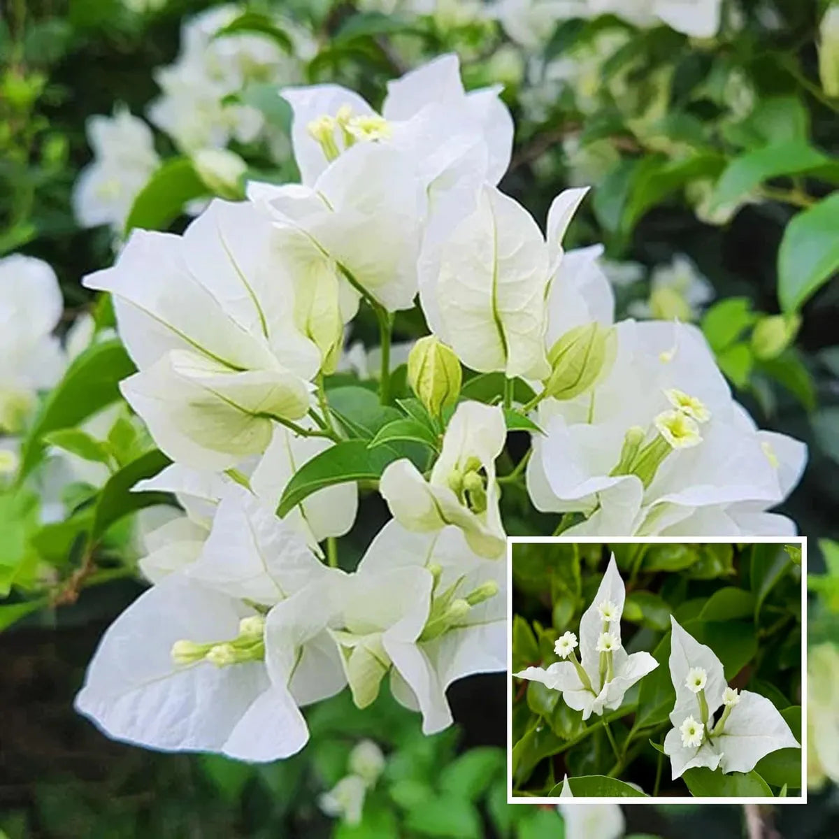White Bougainvillea Flower Seeds for Vibrant Planting