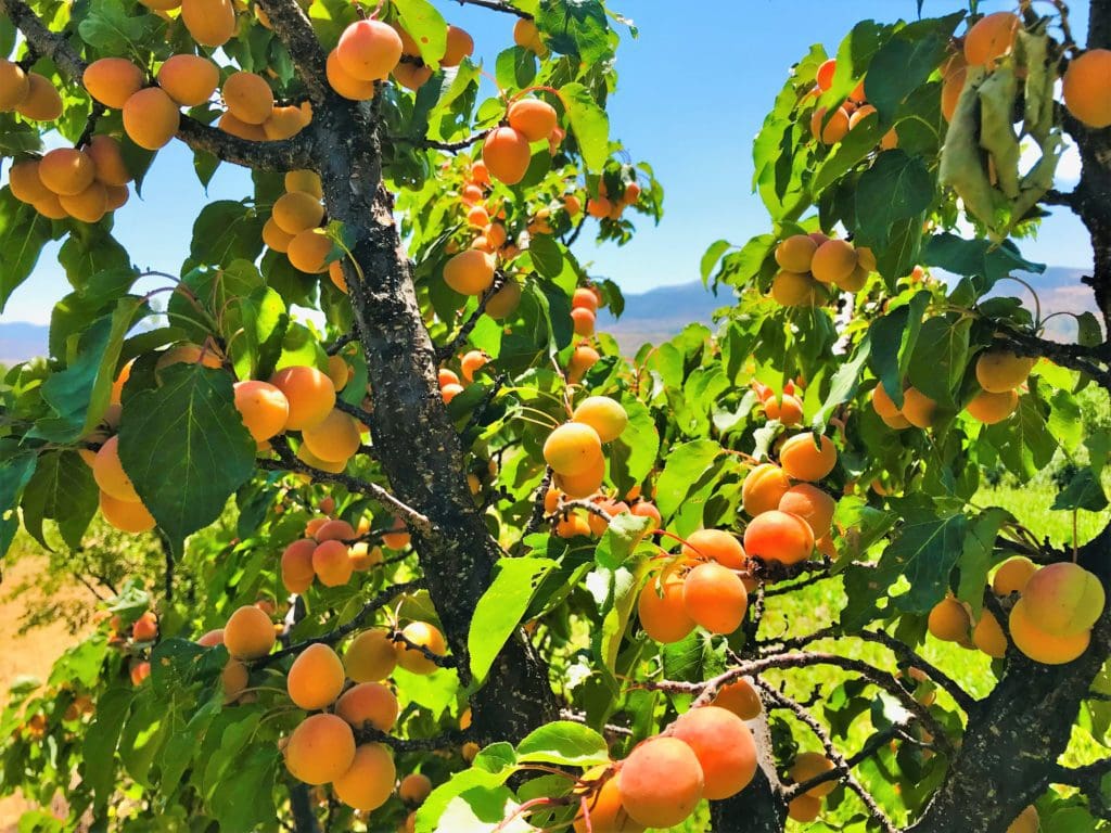 Apricot Fruit Seeds for Planting  Grow Your Own Sweet Apricots