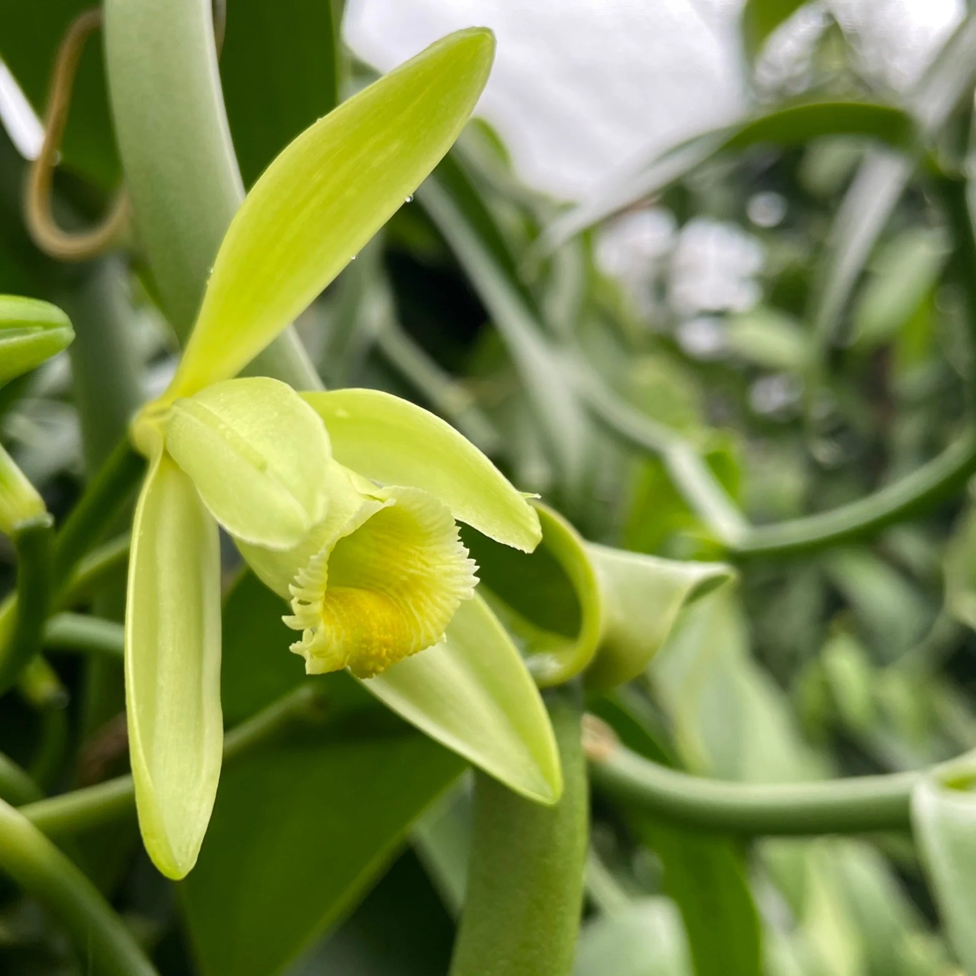 Vanilla Orchid Flower seeds for Planting - Easy to Grow, Heirloom & GMO Free Seeds for Home Garden