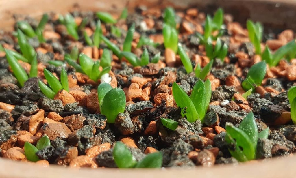 Succulent Seeds for Planting - Easy to Grow Indoor & Outdoor Plants