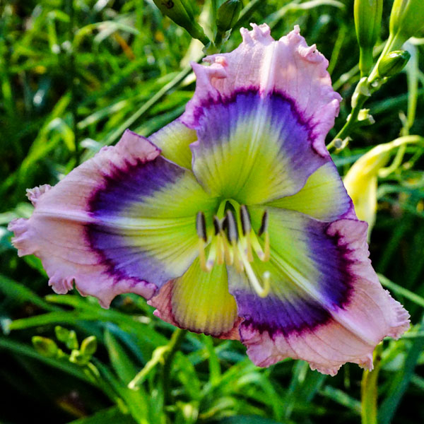 Blue Hemerocallis Flower seeds for Planting - Cottage Garden Essential, Heirloom & GMO Free Seeds for Home Garden