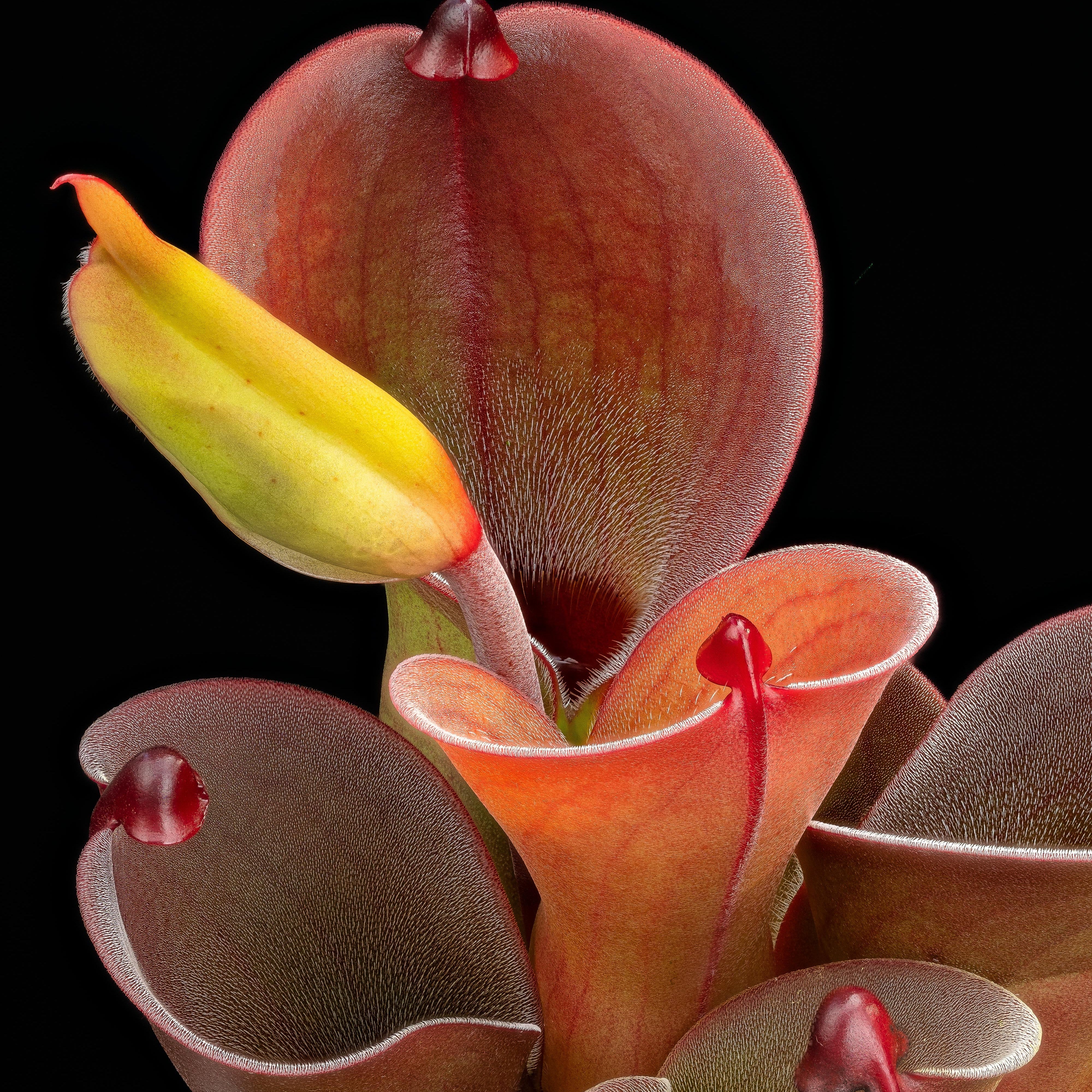 Red Heliamphora Pulchella Flower seeds for Planting - Hardy Variety, Heirloom & GMO Free Seeds for Home Garden