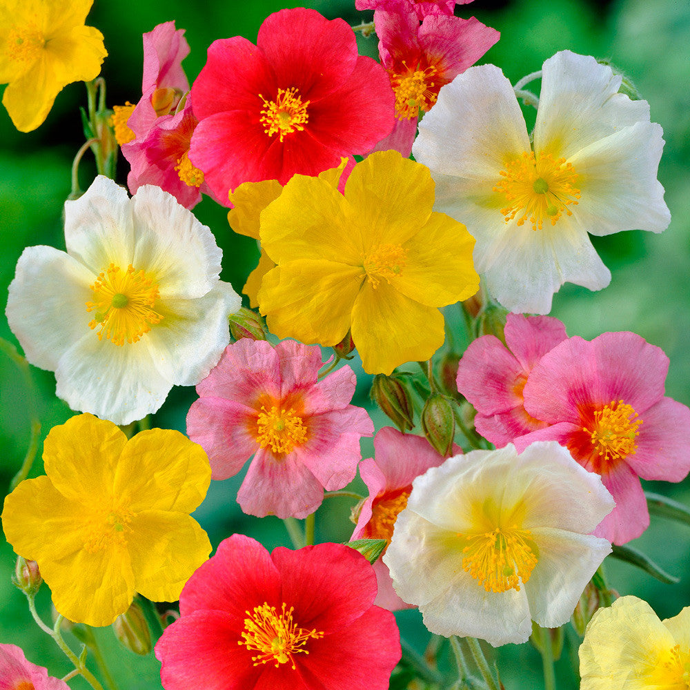 Mixed Helianthemum Mutabile Flower Planting Seeds  Bright & Colorful Annuals for Your Garden - Evergrowseeds