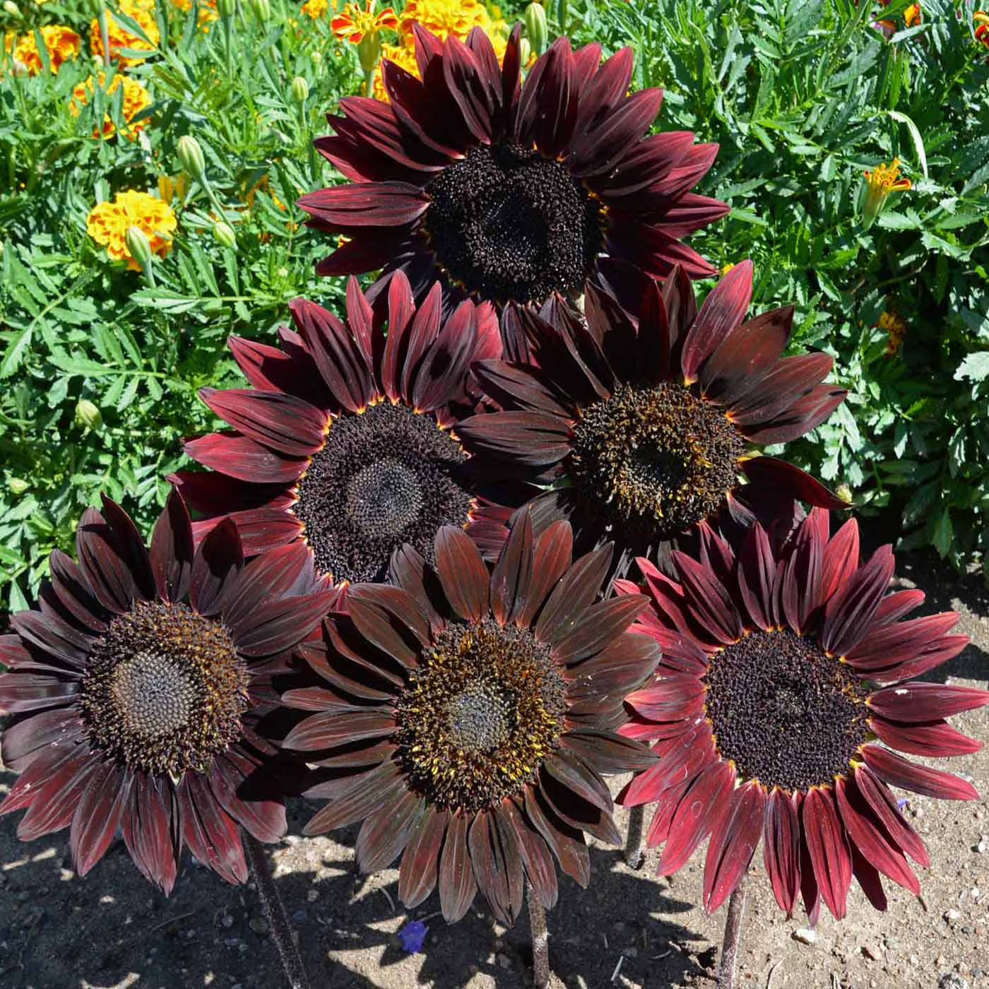 Chocolate Sunflower Flower seeds for Planting - Premium Quality, Heirloom & GMO Free Seeds for Home Garden