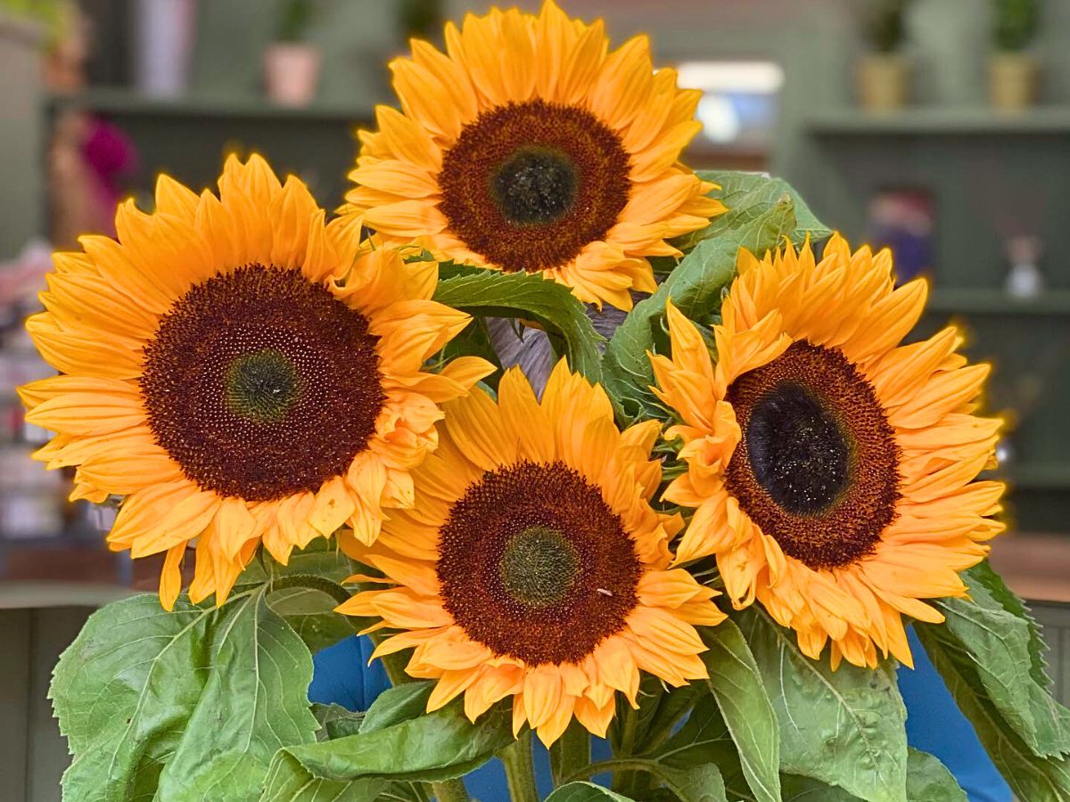 Orange Helianthus Flower seeds for Planting - Pollinator Friendly, Heirloom & GMO Free Seeds for Home Garden