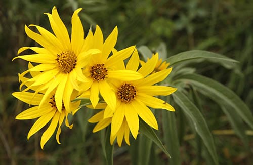 Yellow Maximilian Flower seeds for Planting - Hardy Variety, Heirloom & GMO Free Seeds for Home Garden