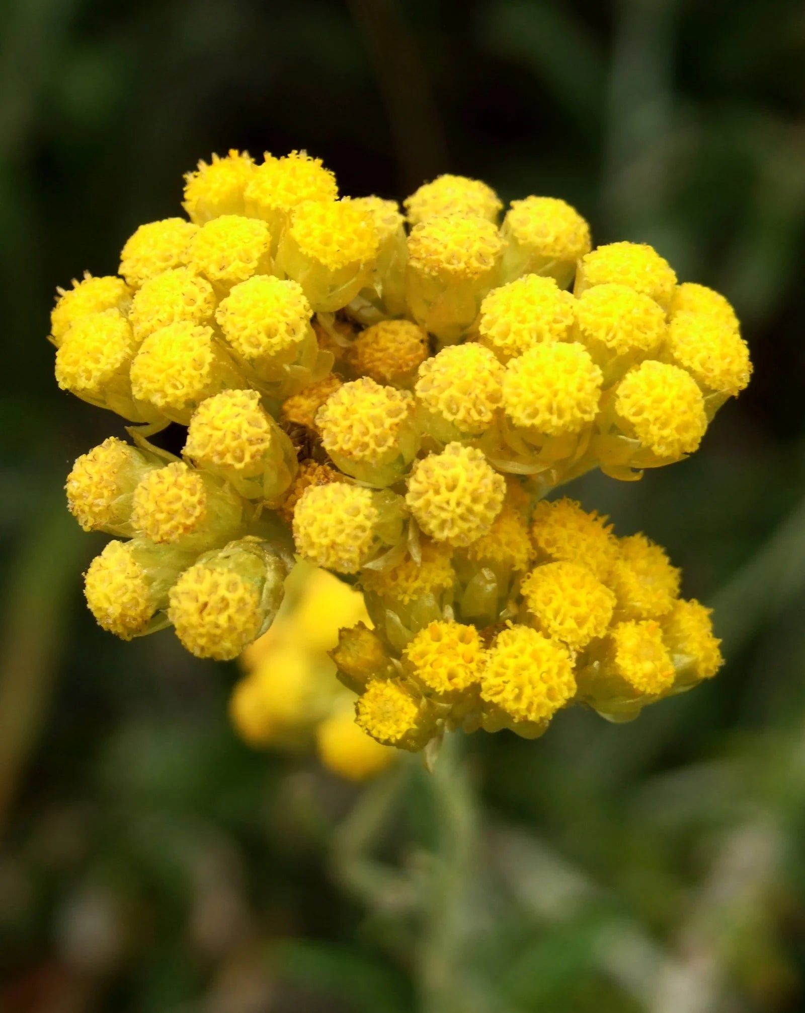 Helichrysum Italicum Flower seeds for Planting - Wildflower Mix, Heirloom & GMO Free Seeds for Home Garden