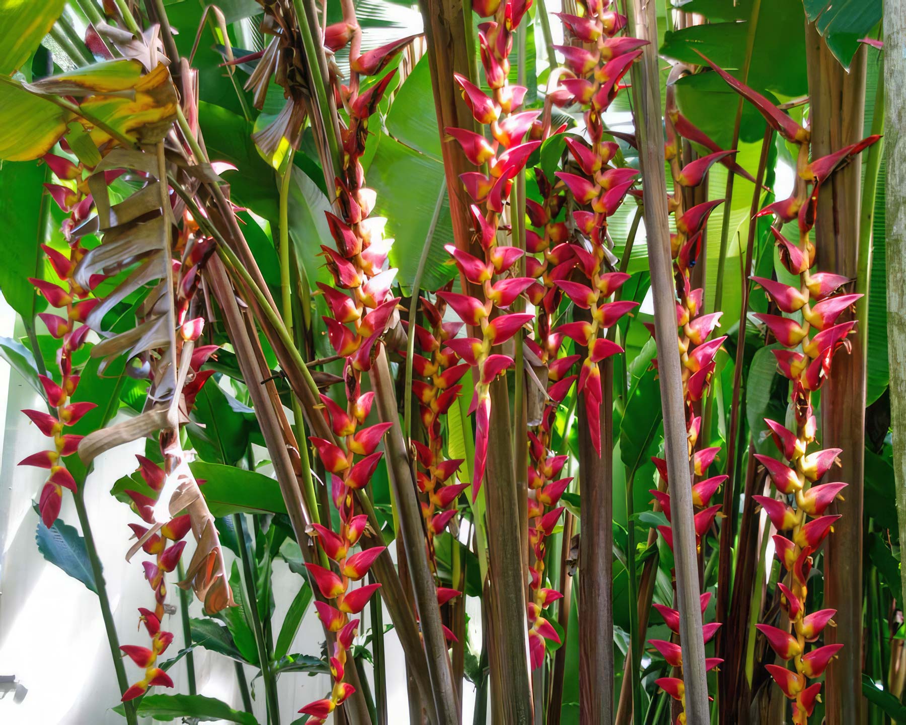 Heliconia Pogonantha Flower seeds for Planting - Bright Blooms, Heirloom & GMO Free Seeds for Home Garden