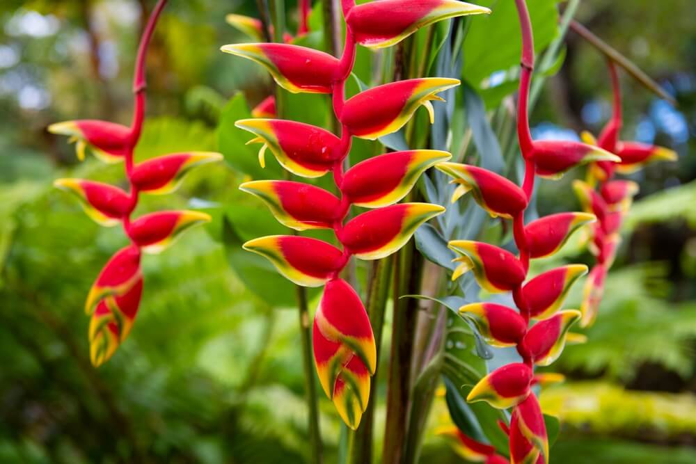 Heliconia Flower seeds for Planting - Cottage Garden Essential, Heirloom & GMO Free Seeds for Home Garden
