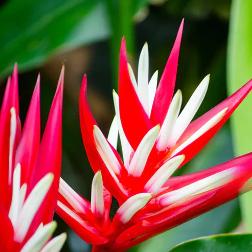 Strelitzia Reginae Flower seeds for Planting - Easy to Grow, Heirloom & GMO Free Seeds for Home Garden