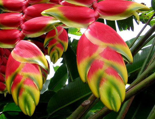 Heliconia Flower seeds for Planting - Cottage Garden Essential, Heirloom & GMO Free Seeds for Home Garden