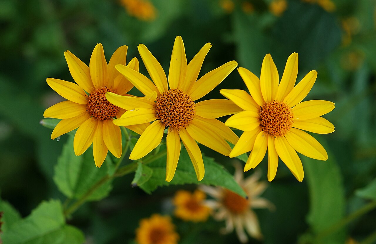 Yellow Rotundifolia Flower seeds for Planting - Cottage Garden Essential, Heirloom & GMO Free Seeds for Home Garden