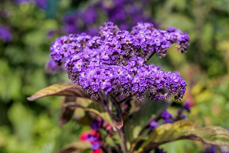 Purple Heliotrope Flower seeds for Planting - Vibrant Colors, Heirloom & GMO Free Seeds for Home Garden
