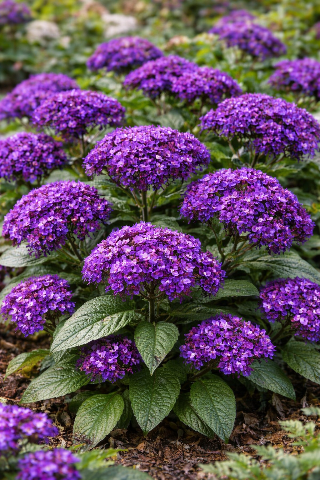Fresh Heliotrope Flower seeds for Planting - Shade Tolerant, Heirloom & GMO Free Seeds for Home Garden