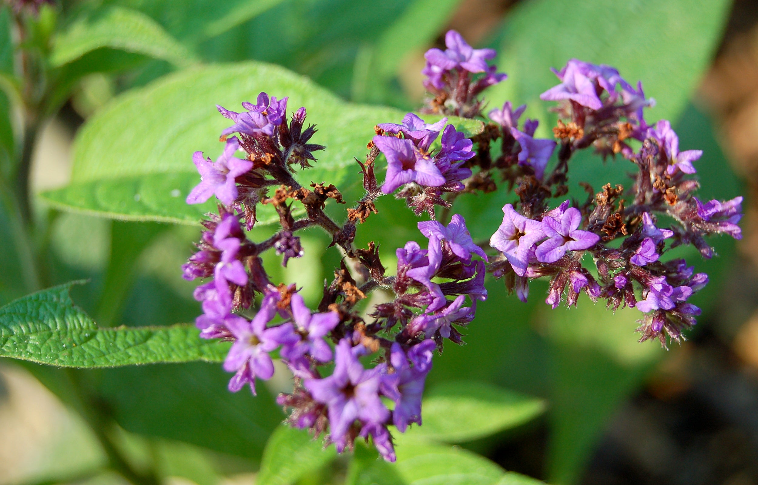 Heliotropium Flower seeds for Planting - Low Maintenance, Heirloom & GMO Free Seeds for Home Garden