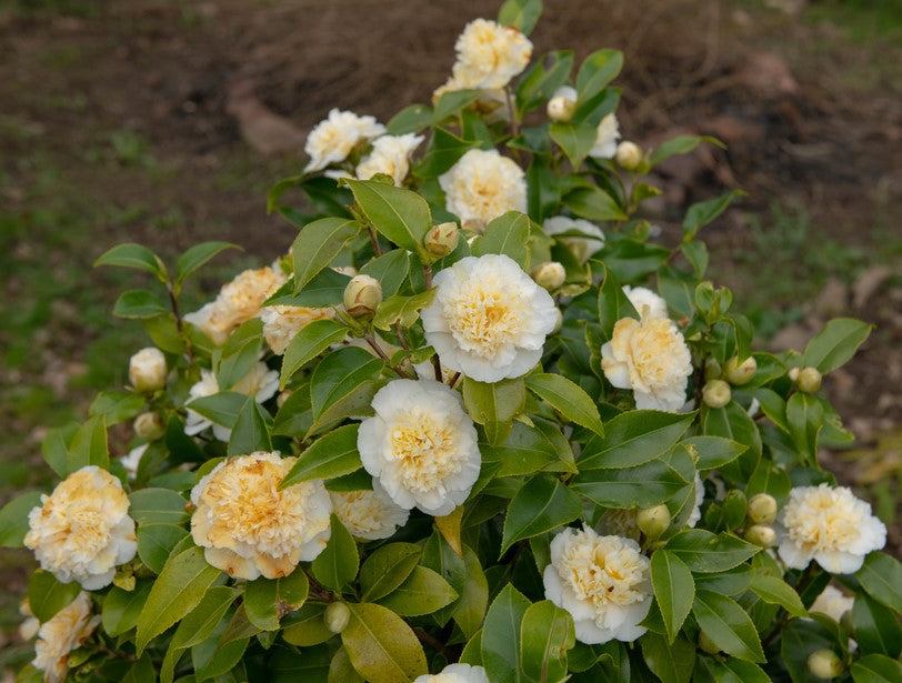 Camellia Light Yellow Flower seeds for Planting - Cut Flower Favorite, Heirloom & GMO Free Seeds for Home Garden