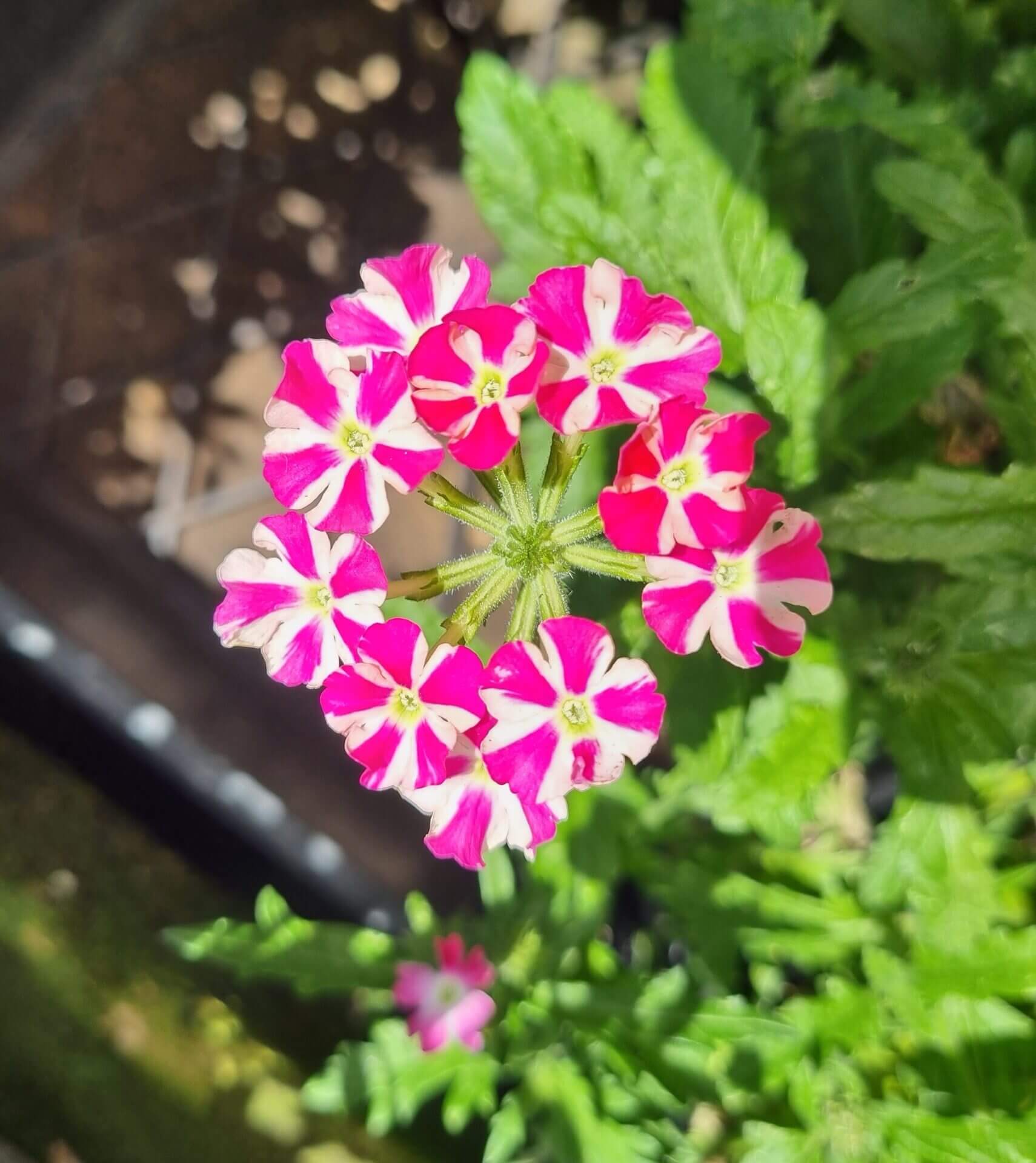 Pink Verbena Flower seeds for Planting - Premium Quality, Heirloom & GMO Free Seeds for Home Garden