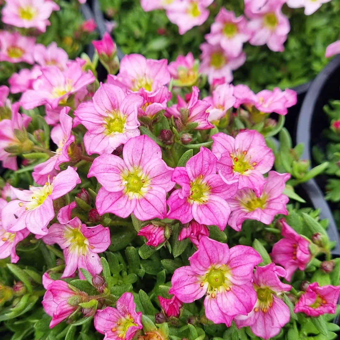 Pink Saxifraga Flower seeds for Planting - Garden Favorite, Heirloom & GMO Free Seeds for Home Garden