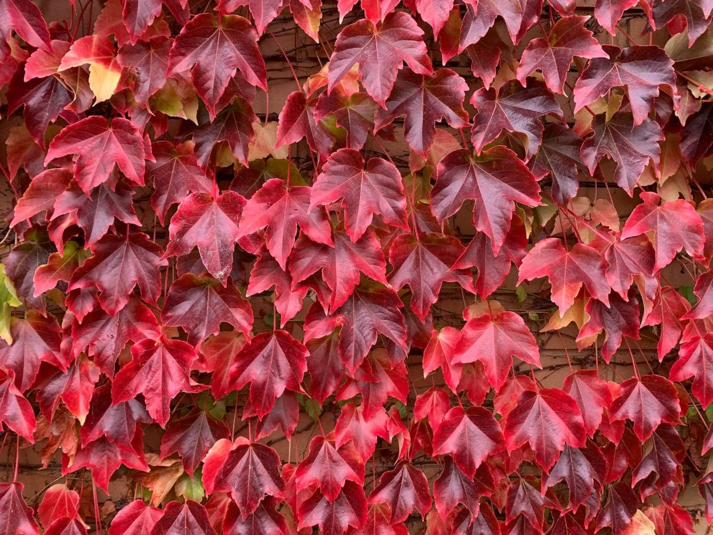 Red Boston Ivy Flower seeds for Planting - Easy to Grow, Heirloom & GMO Free Seeds for Home Garden