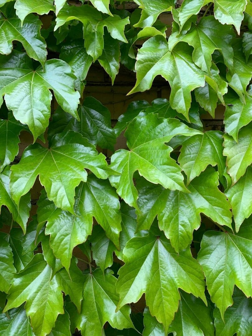 Ivy Flower seeds for Planting - Wildflower Mix, Heirloom & GMO Free Seeds for Home Garden
