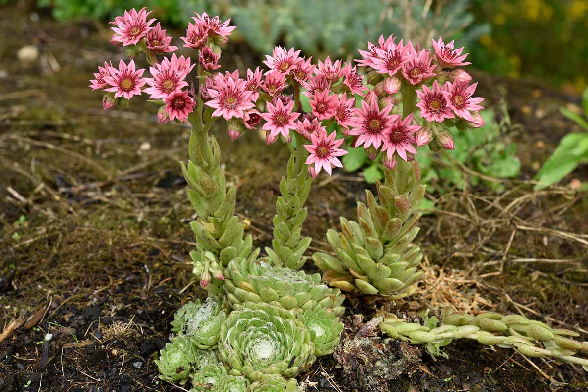 Sempervivum Flower seeds for Planting - Vibrant Colors, Heirloom & GMO Free Seeds for Home Garden