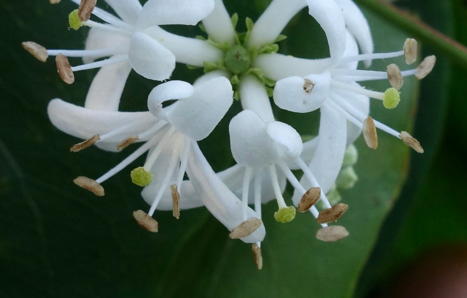 White Sevenson Flower Seeds for Planting
