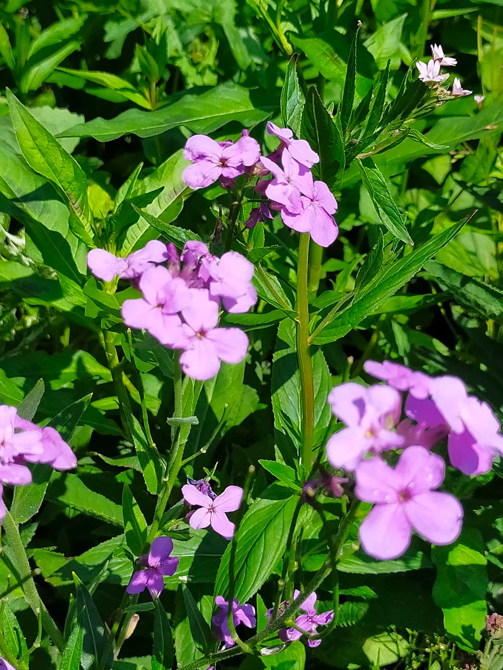 Hesperis Matronalis Flower seeds for Planting - Easy to Grow, Heirloom & GMO Free Seeds for Home Garden
