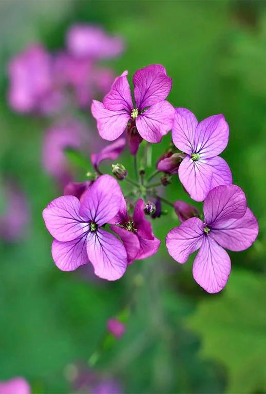 Hesperis Matronalis Flower seeds for Planting - Easy to Grow, Heirloom & GMO Free Seeds for Home Garden