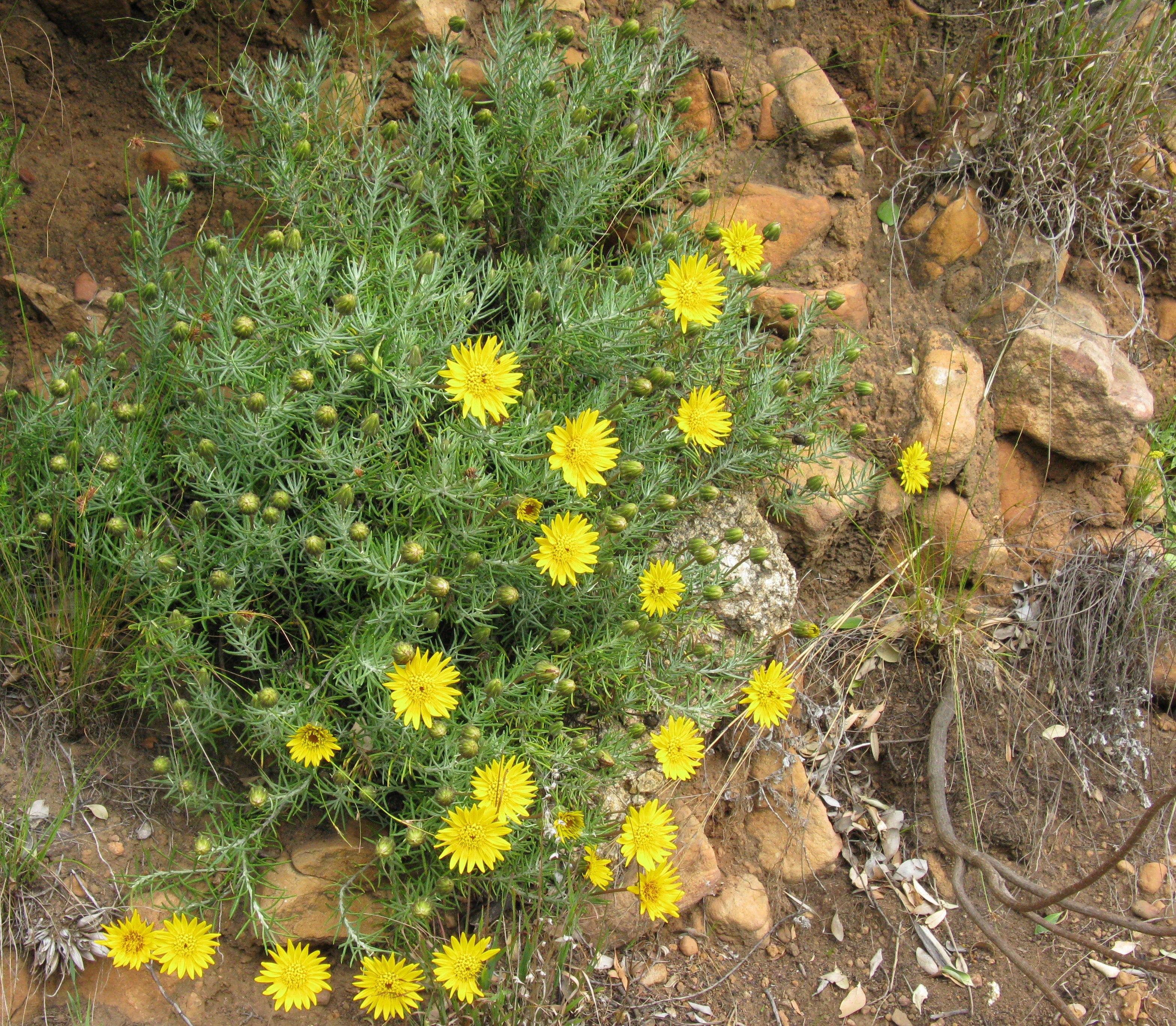 Grindelia Flower seeds for Planting - Seasonal Bloomer, Heirloom & GMO Free Seeds for Home Garden