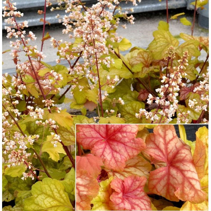 Ornamental Heuchera Champagne perennial plant