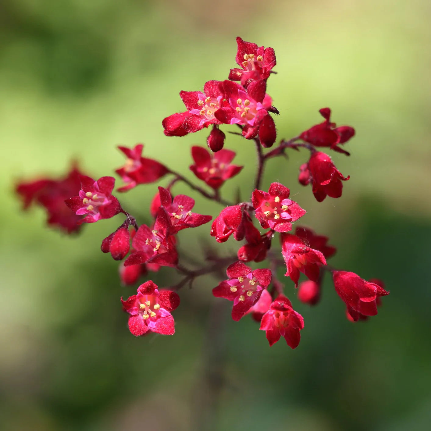 Pink Heuchera Seeds for Planting - Stunning Garden Perennials