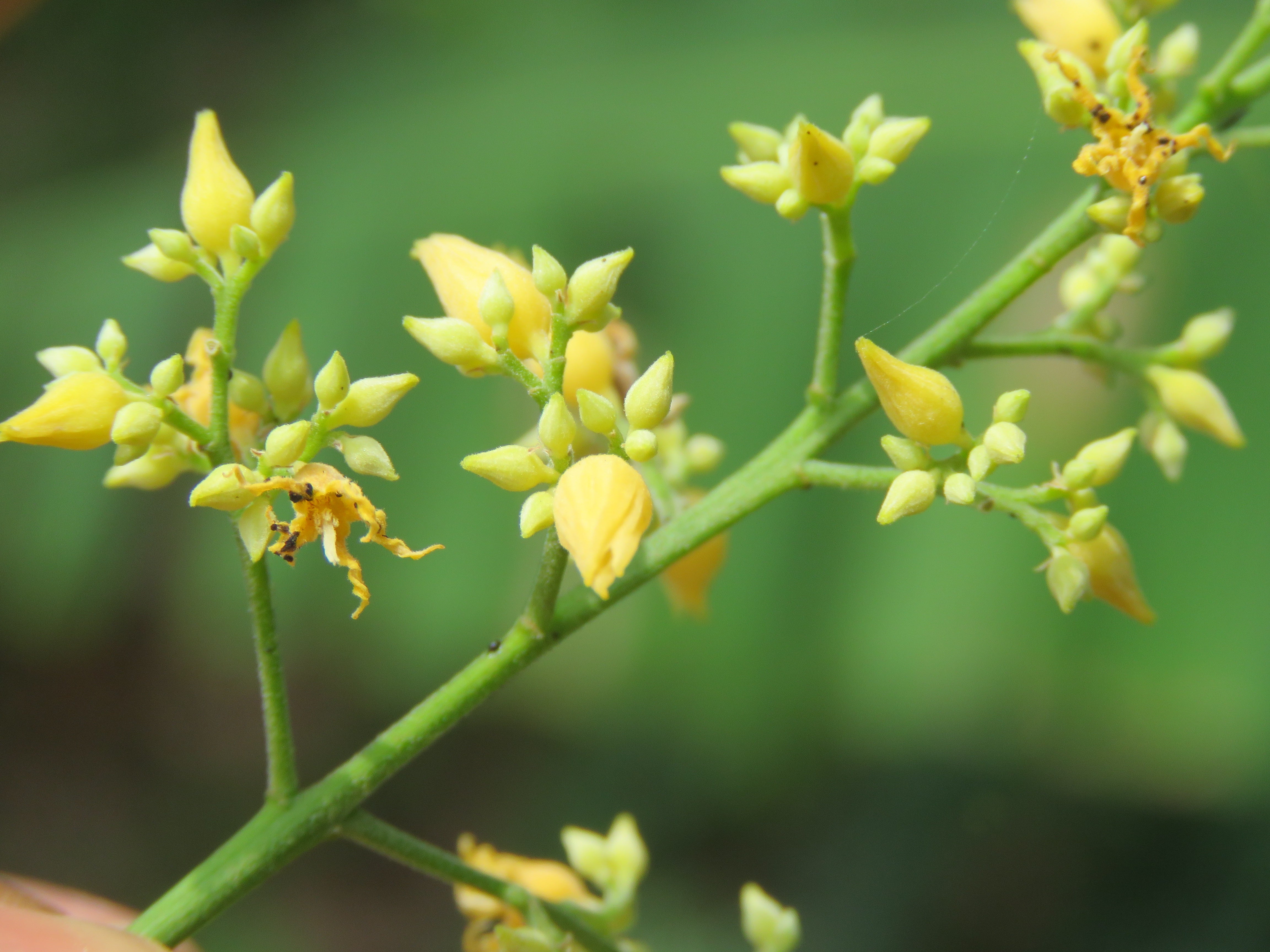 Hevea Brasiliensis Flower seeds for Planting Fragrant Blossoms Heirloom & GMO Free Seeds for Home Garden