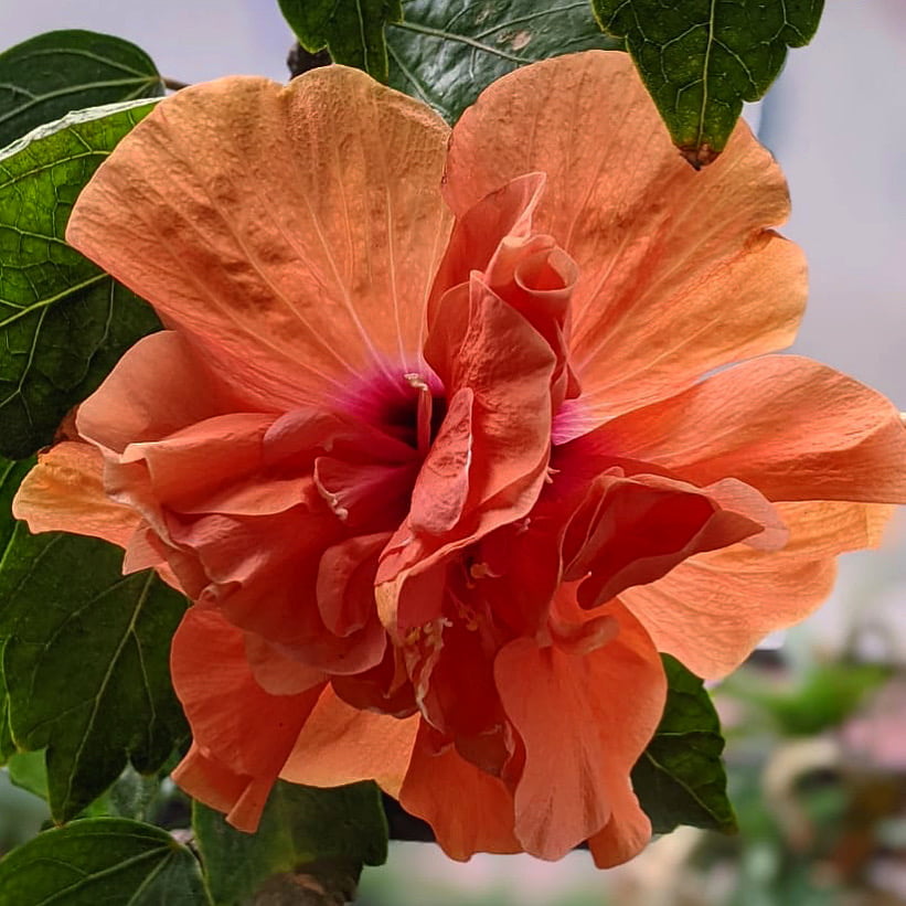 Hibiscus Peach Flower seeds for Planting - Cottage Garden Essential, Heirloom & GMO Free Seeds for Home Garden