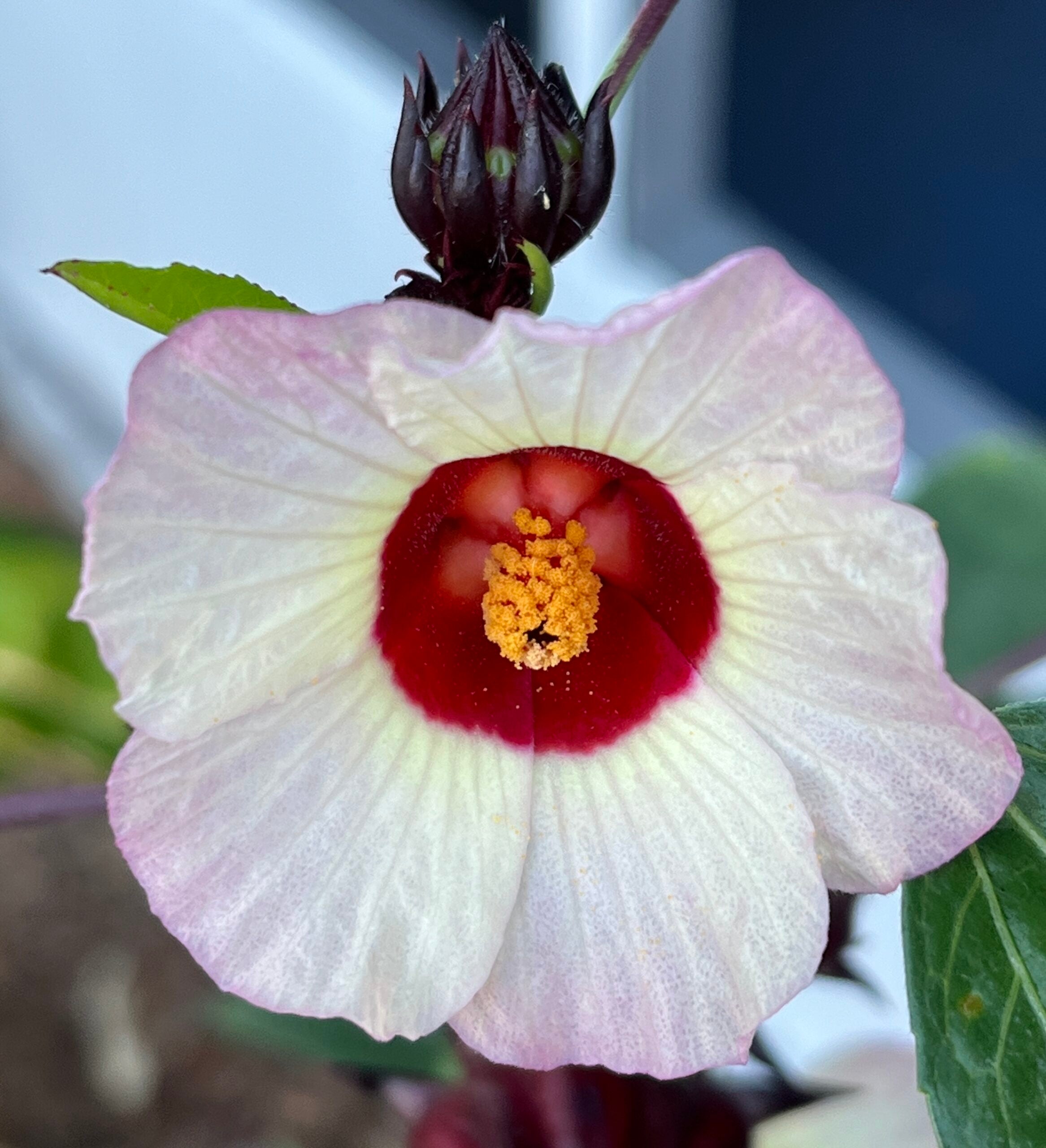 Hibiscus Sabdariffa Hibiscus sabdariffa Seeds for Planting in Herbal Garden