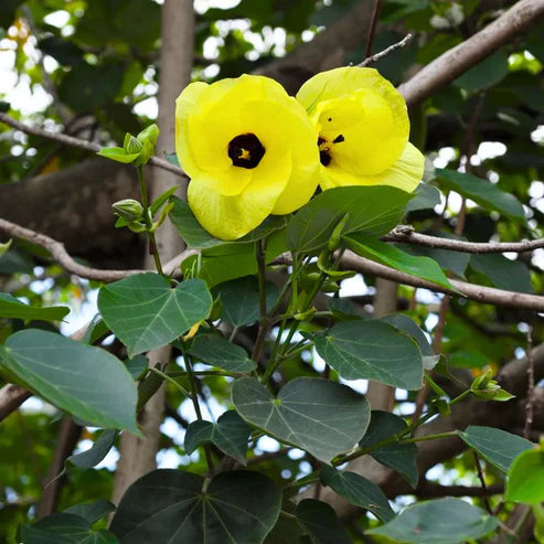 Cytisus Battandieri Flower seeds for Planting - Cut Flower Favorite, Heirloom & GMO Free Seeds for Home Garden
 
 Sale