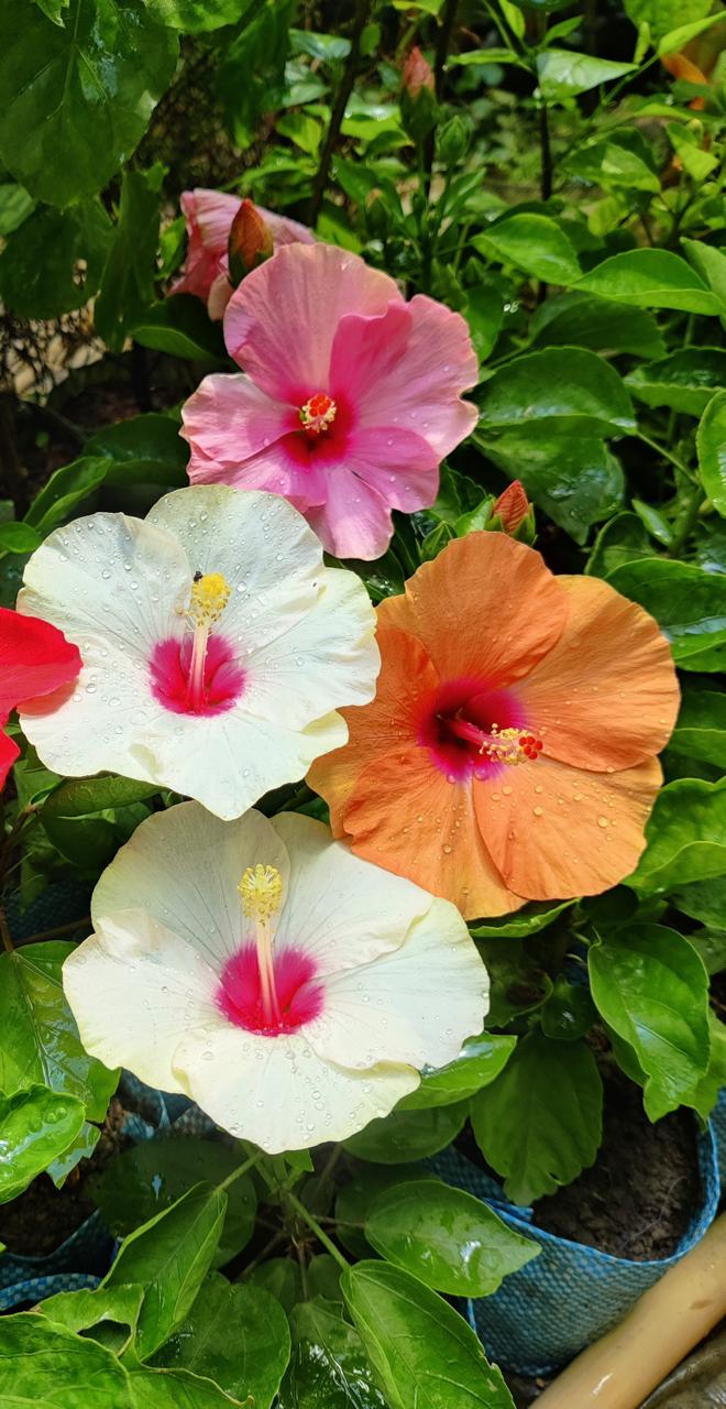 Hibiscus Mixed Flower seeds for Planting - Pollinator Friendly, Heirloom & GMO Free Seeds for Home Garden