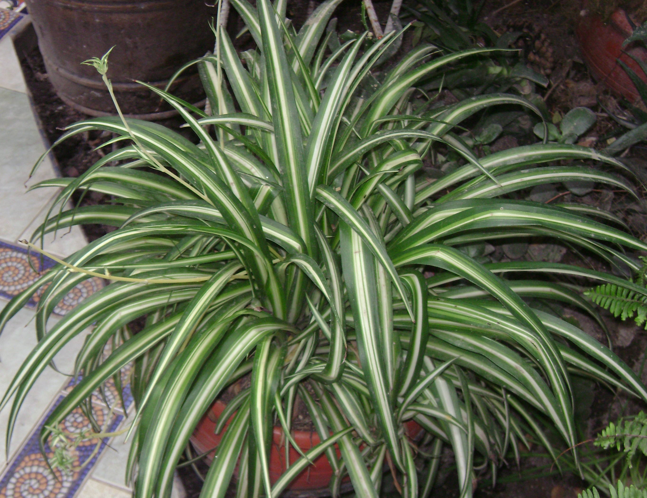 Chlorophytum Planting Seeds For Vibrant Greenery Plant Seeds