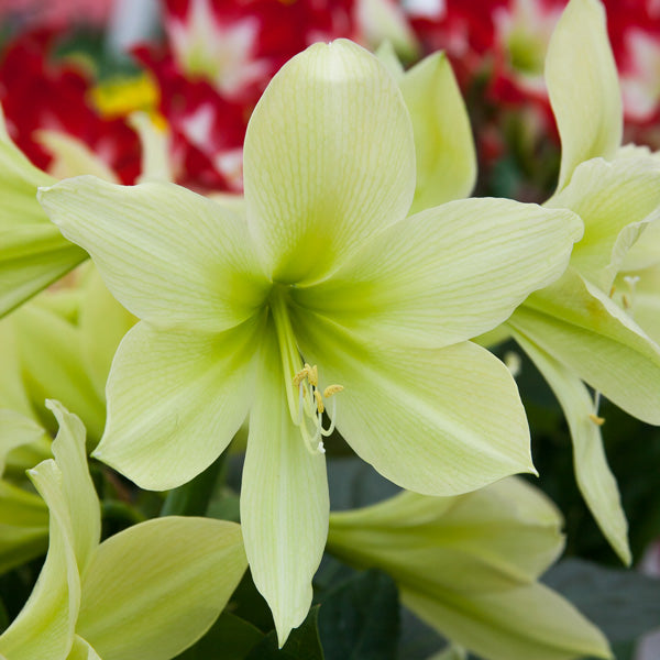 Hippeastrum Army Green Flower seeds for Planting - Pollinator Friendly, Heirloom & GMO Free Seeds for Home Garden