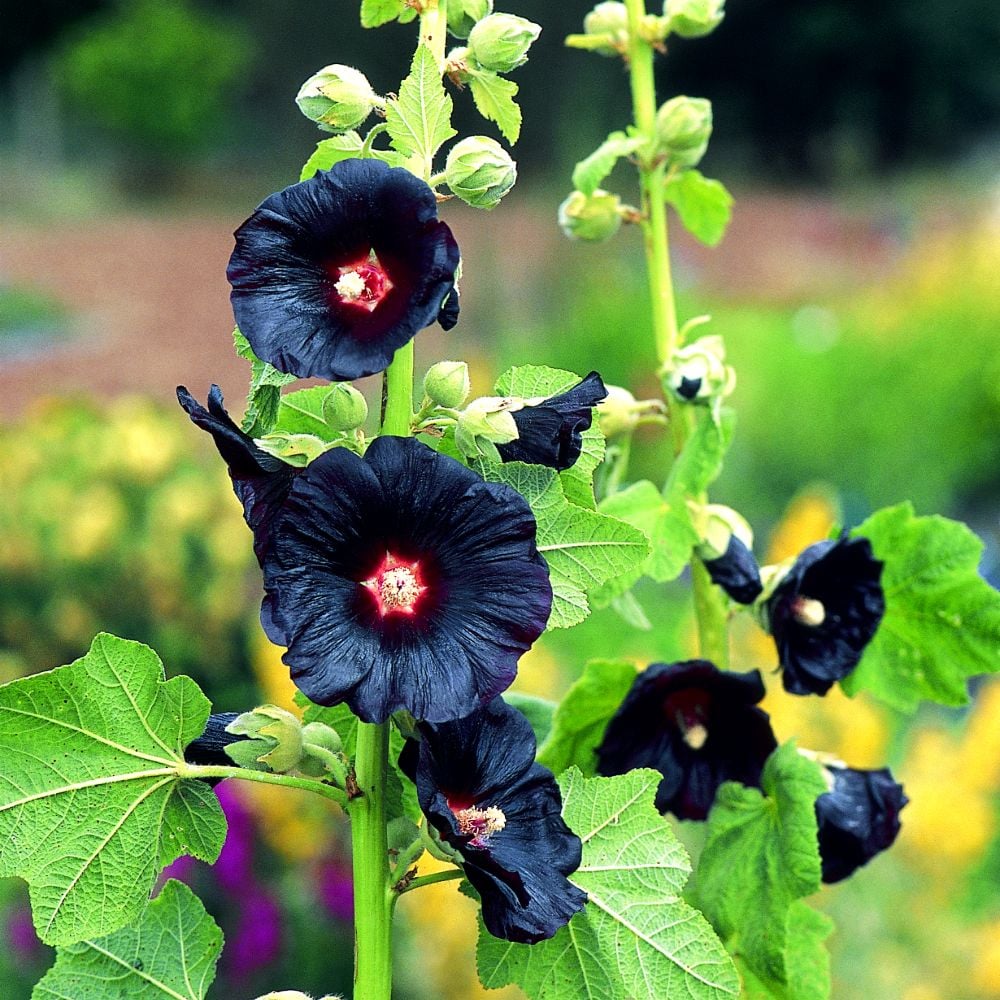 Non GMO Black Hollyhock seeds