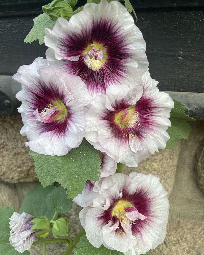 White Purple Hollyhock Flower seeds for Planting - Drought Tolerant, Heirloom & GMO Free Seeds for Home Garden
