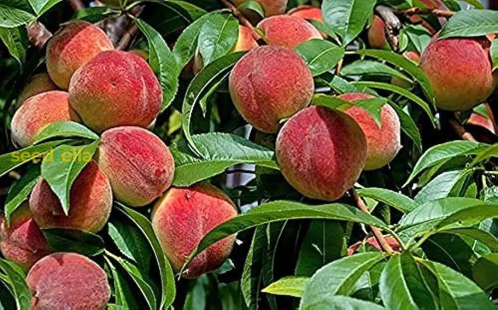 Grow delicious Red Aadoo Fruits with high-quality seeds.